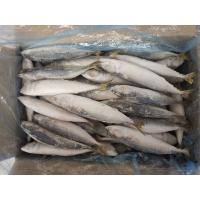 China IQF BQF Whole Round Pacific Mackerel Frozen Fish factory