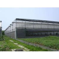 china Agricultural Vegetable Tunnel Multi-Span Plastic / Poly Greenhouse