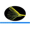 Quality Agriculture Use 4KG PP Banana Twine With High Tenacity UV Additive for sale