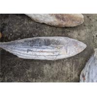 Quality 1.8kg Seafrozen Katsuwonus Pelamis Skipjack Tuna Fish for sale