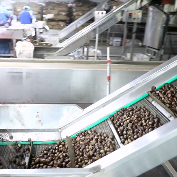 Quality 2 Tons Hourly Capacity Inshell Chestnut Sorting Machine Labor Saving for sale