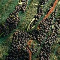 China Olive Harvest Netting Green Black White Color Warp Knitted Type Width 0-20m factory