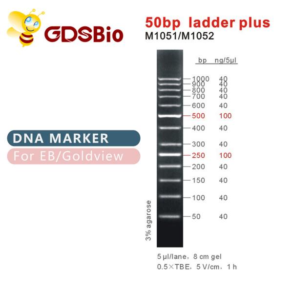 Quality Blue Appearance 50bp DNA Ladder Electrophoresis 50ug for sale