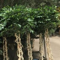 China Potted Ficus Plant Faux Artificial Ficus Tree Indoor Green Tree with Exquisite Design factory