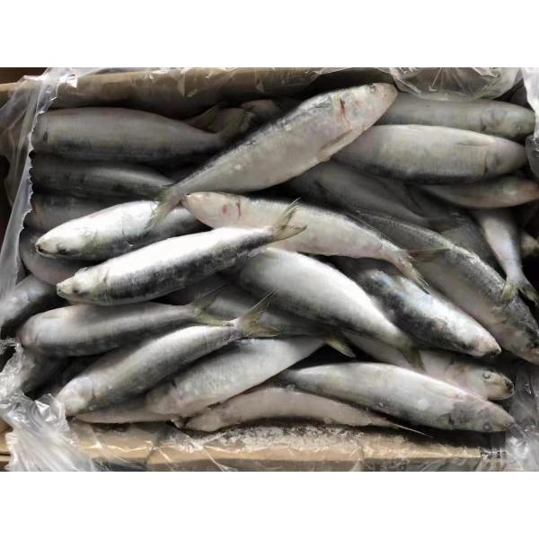 Quality Supply BQF Freezing Good Size 70-80g Whole Round Fresh Frozen Sardines for sale