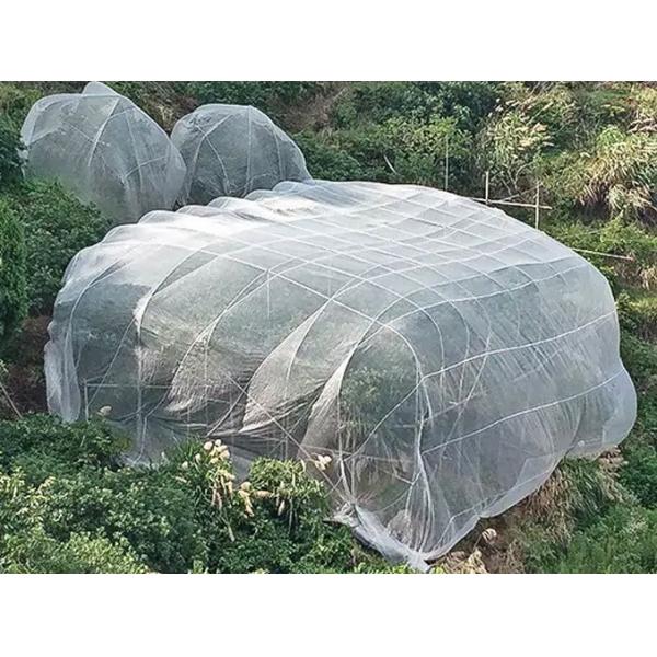 Quality High Density Agriculture Insect Net 50gsm Plant Cover Net 60mesh White Vegetable for sale