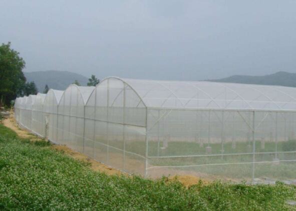 Quality UV Resistant Vegetable Anti Mosquito Nets Greenhouse 50g / M2 - 130g / M2 for sale