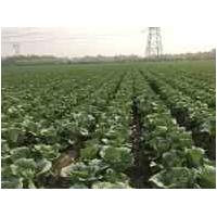 China No Fleck Small Head Cabbage , Lower Cholesterol Levels Ball Cabbage factory