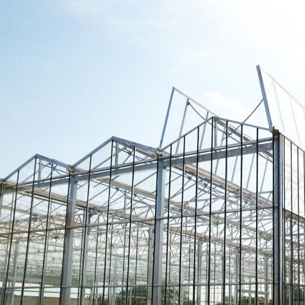 Quality 8mm Float Glass Multi Span Venlo Glass Greenhouse Top Heigh 4.5m-7.5m for sale