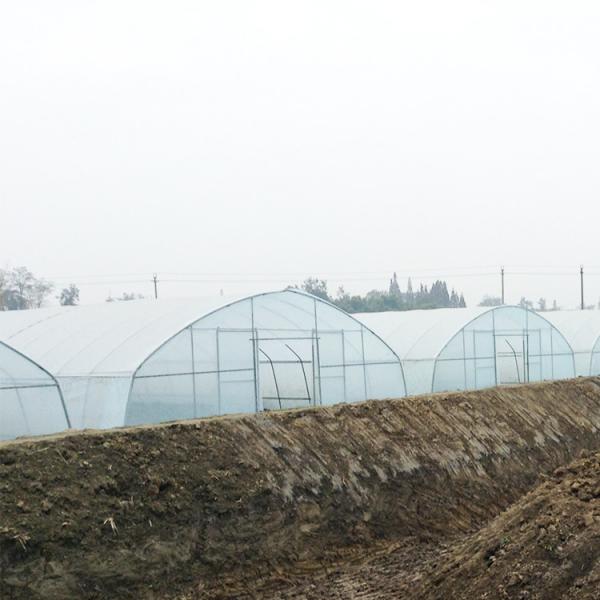 Quality Stable Structure Polyethylene Film Greenhouse / Vegetable Tomato Plant for sale