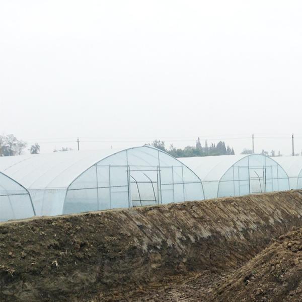 Quality Strong Tunnel Plastic Film Greenhouse Polyethylene Covering With Irrigation for sale