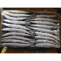 China Whole Round Size #3 BQF Frozen Pacific Saury Fish Cololabis Saira factory
