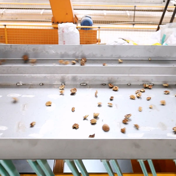 Quality Stainless Steel Food Grade Walnut Shelling Machine 380V 2 Tons Output for sale