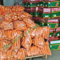 Quality new carrot, Healthy Carrot, Individual bag package for sale