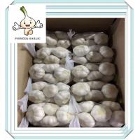 China Fresh Normal White Garlic and Pure White Garlic From Shandong factory
