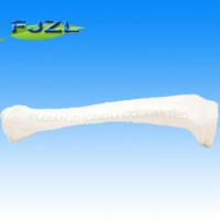 China human plastic skeleton tibia model, right factory