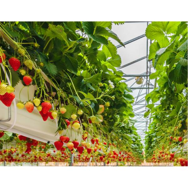 Quality Strawberry Cultivation Greenhouse Led Grow Light Supplemental Lighting For Soft for sale