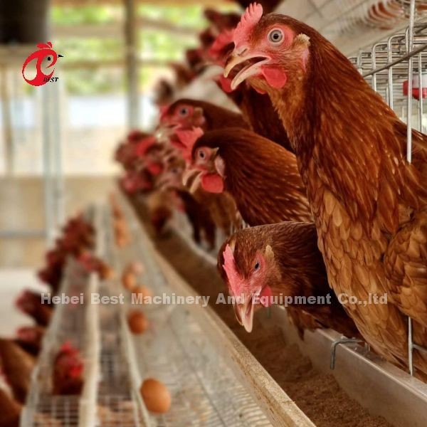 Quality Most Popular Battery Cage Price In Nigeria Poultry Farming Hot Galvanized Adela for sale