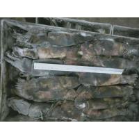 China 150+G BQF Frozen Black Squid ISO2200 / HACCP Standard factory