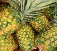 China Pineapple Fruit Powder factory