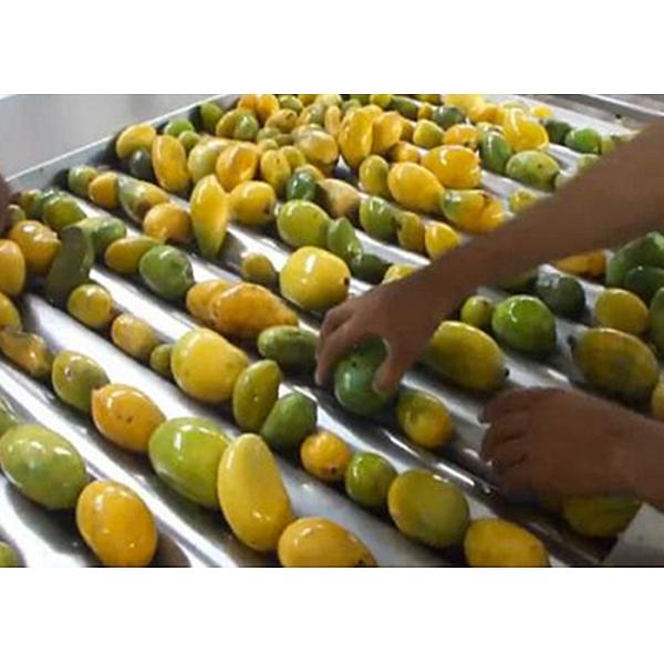 Quality Industrial  20 T/H Mango Processing Line Turnkey Solution ISO9001 Certificate for sale