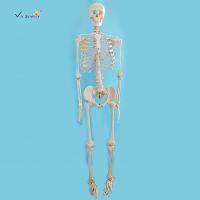 China 170cm Plastic Anatomical Skeleton Model Human Body Anatomical Teaching Model factory