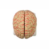 china Human 9 Part Plastic Brain Model For Teaching Life Size For Display