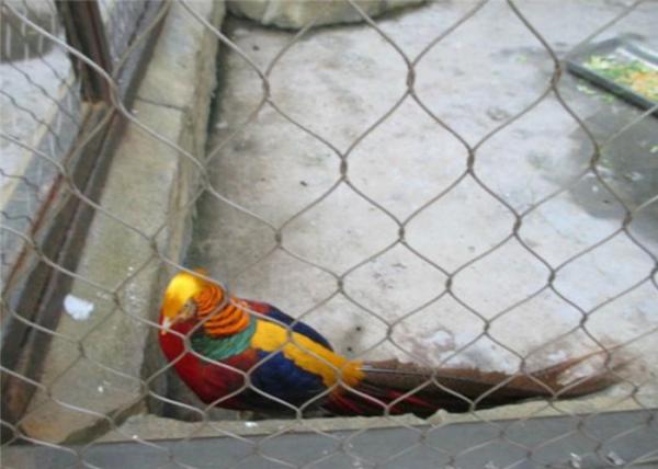 parrot mesh cable mesh