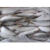 Quality BQF Freezing Bulk 75g Fresh Frozen Sardines For Bait for sale