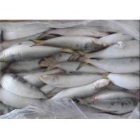 China BQF Freezing Bulk 75g Fresh Frozen Sardines For Bait factory