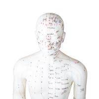 China 50cm Point Male Acupuncture Model Human Body GMP Certificate factory