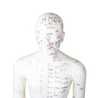 China 50cm Point Male Acupuncture Model Human Body GMP Certificate factory