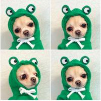 China Autumn And Winter Cotton Plush Hooded Sweater For Pet factory