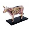 China 4d Master Toy 29 Parts Animal Anatomy Model Cattle Specimen For Teaching factory