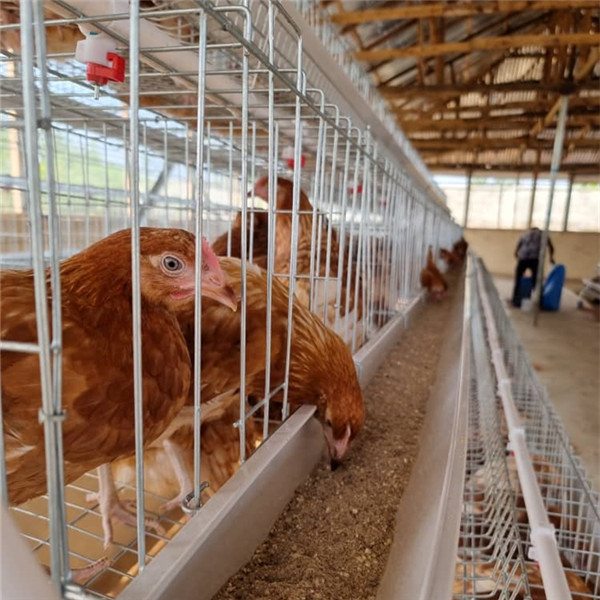 Quality Semi Automatic Poultry Farming Cage System , 380V 1.5KW Egg Layer Cages Ada for sale