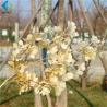 China Peanut Leaf Artificial Flower Bouquet Plastic Material For Wedding Scene Setting factory