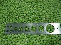 China supply the frozen green pea, IQF green pea factory