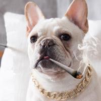 China Rechargeable Metal Big Dog Gold Chain Summer Pet Fashion Accessories factory