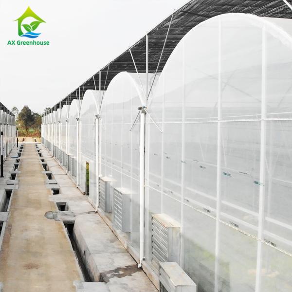 Quality Plastic Film Greenhouse For Vegetables for sale