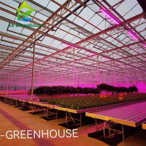Quality Intelligent Hydroponic Roses Greenhouse for sale