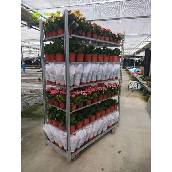 Quality Plant  Dutch Flower Trolley CC Plywood Garden Tool Cart 400KG Load Capacity for sale