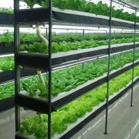 China Steel Structure Hydroponic System Container Greenhouse for Vertical Farming Solution factory