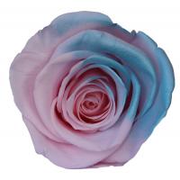China ISO9001 Preserved Fresh Flowers Gradient Dried Rose Ice Blue factory