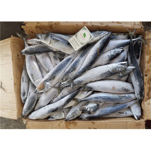 Quality Scomber Japonicus Under 18 Degree 300g Fresh Frozen Mackerel for sale