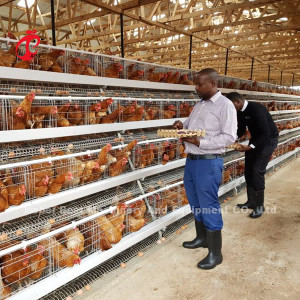 China Most Popular A type Chicken Layer Battery Cage For Sale In Uganda 20000 birds Star factory