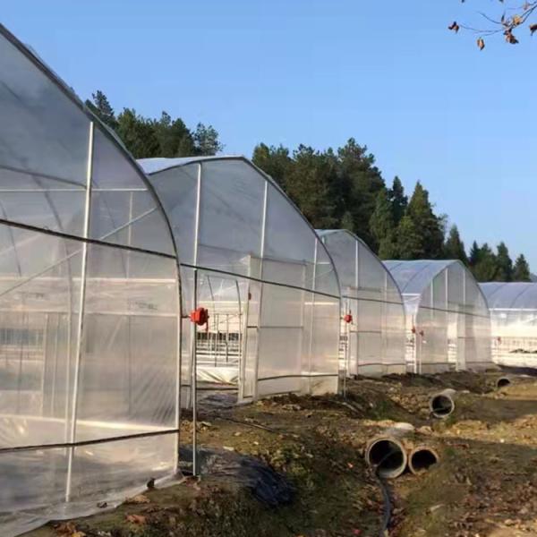 Quality Steel Frame Tunnel Plastic Greenhouse / PE Film Plastic Tomato Greenhouse for sale