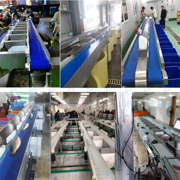 Quality SUS304 Fish Weight Sorting Machine Lever type 261 pcs/min for sale