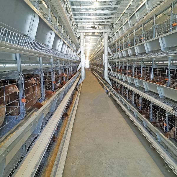 Quality 0.75kw Auto Feeding Layer Chicken Cage 54-384 Birds For Husbandry for sale