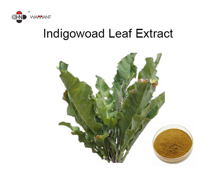 China Antibacterial 98% Indigowoad Pure Herbal Extracts factory