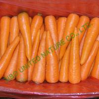 Quality new crop. Fresh carrot, Healthy carrot, High quality carrot for sale